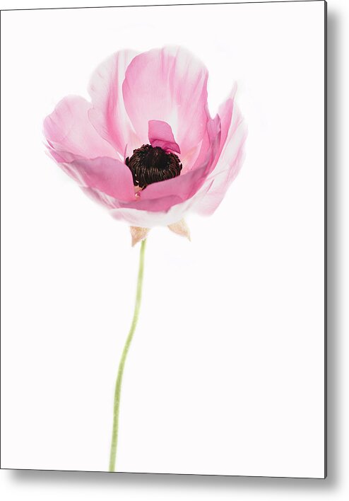 Ranunculus Metal Print featuring the photograph One Pink Beauty by Rebecca Cozart