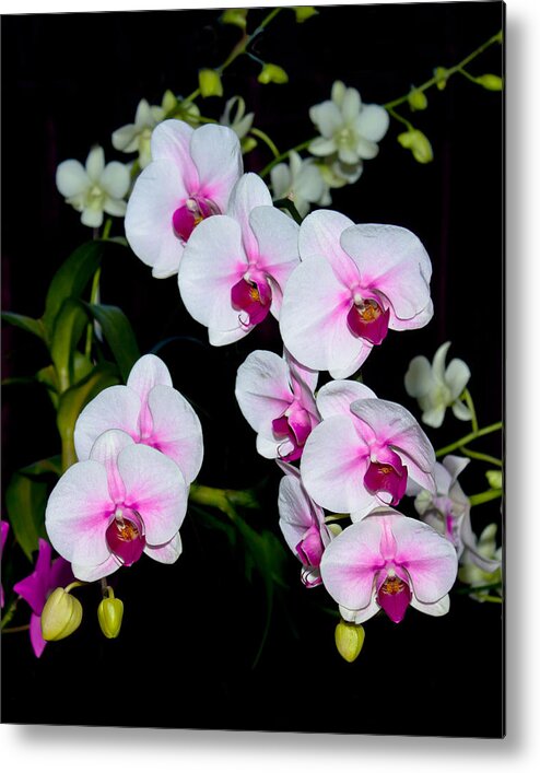Orchid Metal Print featuring the photograph Orchids on Black by Michele A Loftus
