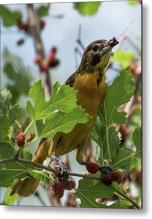 Baltimore Metal Print featuring the photograph Oriole and Juicy Huckleberry by Michael Hall