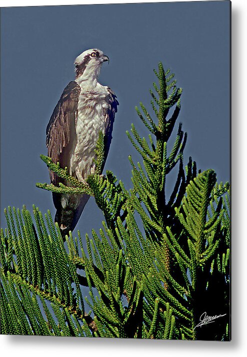 Nature Metal Print featuring the photograph Osprey III by Phil Jensen