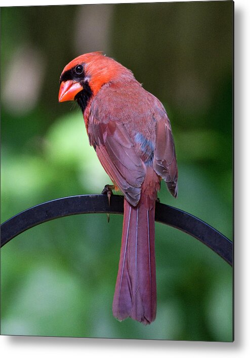 Cardinal Metal Print featuring the photograph Over the shoulder by Karen Smale