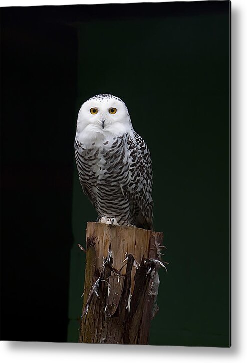 Nature Metal Print featuring the photograph Owl by Gouzel -