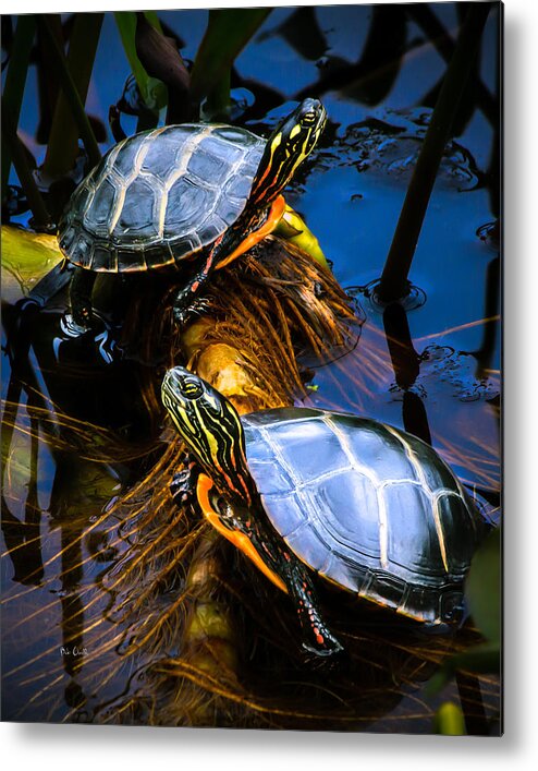Reptile Metal Print featuring the photograph Passing the day with a friend by Bob Orsillo