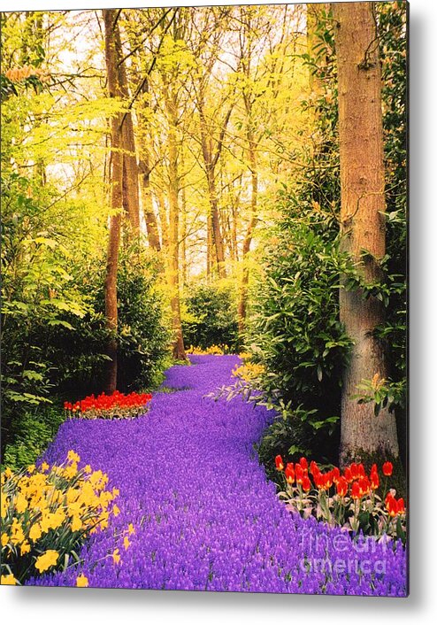 Purple Hyacinth Metal Print featuring the photograph Peace, Like a River by Cindy Schneider