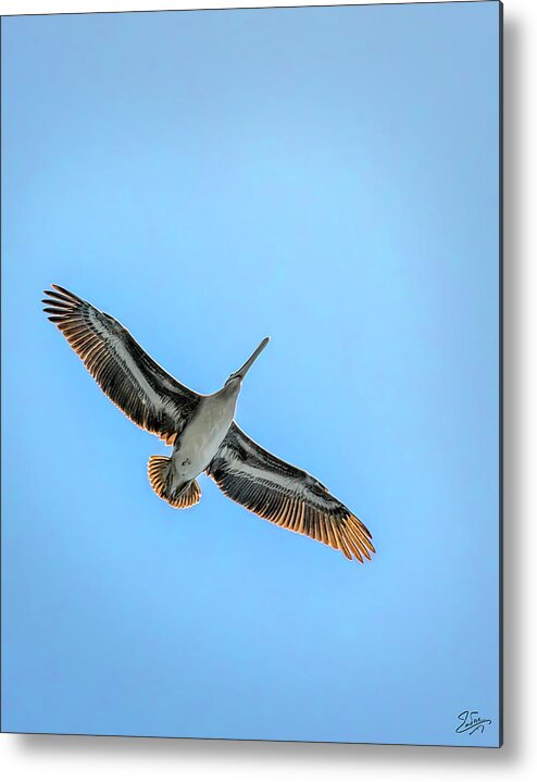 Brown Pelican Metal Print featuring the photograph Pelican Overhead by Endre Balogh