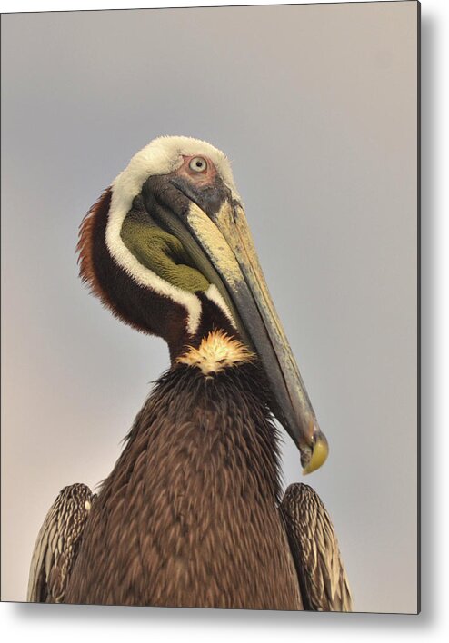 Pelican Metal Print featuring the photograph Pelican portrait by Nancy Landry