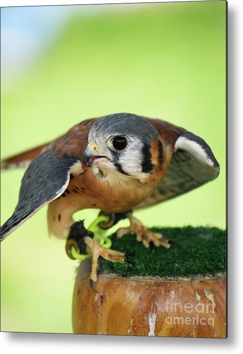 American Kestrel Metal Print featuring the photograph Perched Kestrel by Kathy Kelly