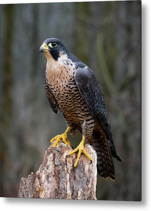 Animals Metal Print featuring the photograph Perching Peregrine by Tracy Munson