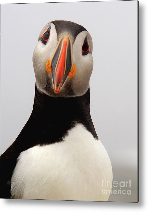 Puffin Metal Print featuring the photograph Peter the Puffin by Jane Axman