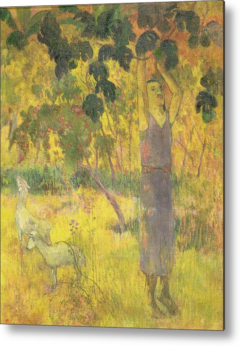 Man Picking Fruit From A Tree Metal Print featuring the painting Picking Fruit from a Tree by Paul Gauguin