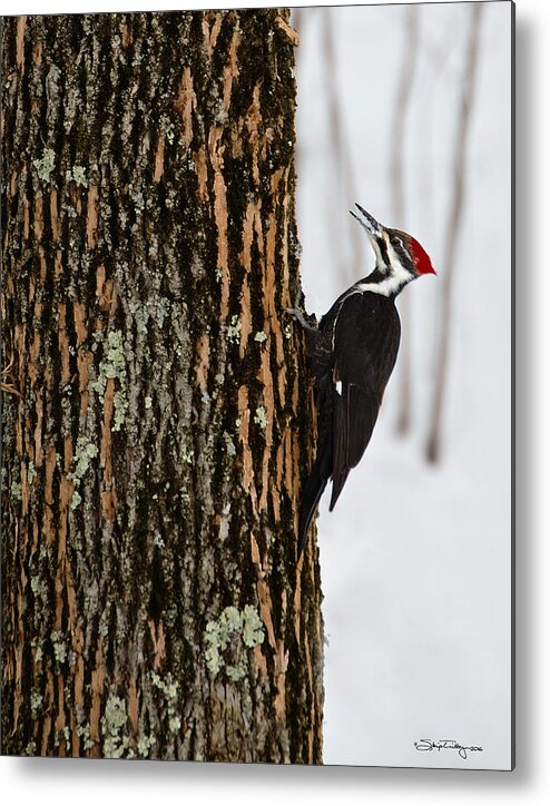 Woodpecker Metal Print featuring the photograph Pileated Woodpecker by Skip Tribby