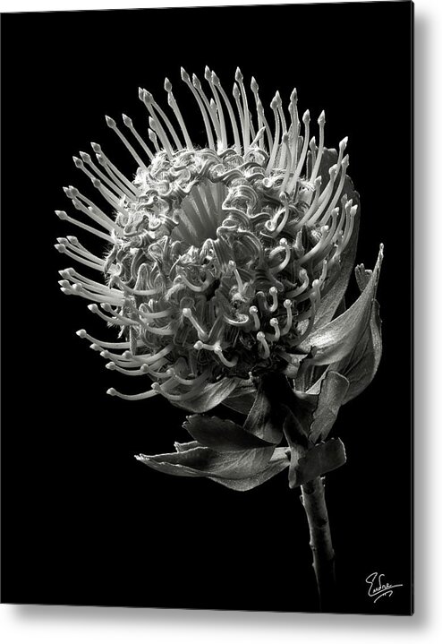 Flower Metal Print featuring the photograph Pincushion Protea in Black and White by Endre Balogh