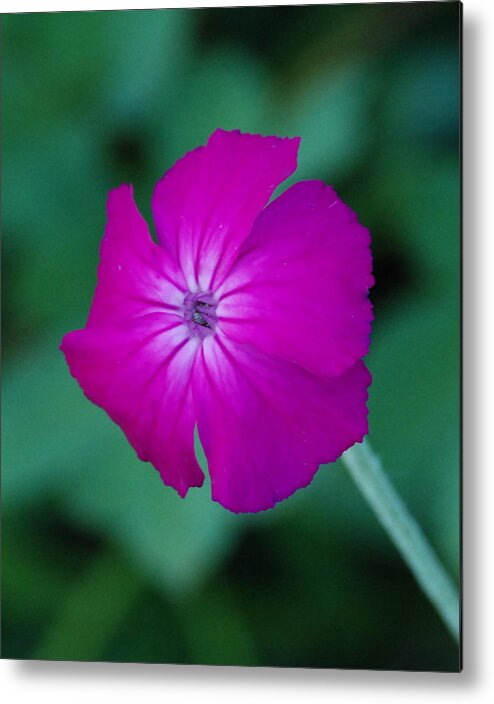 Pink Metal Print featuring the photograph Pink and White Flower by Carol Eliassen