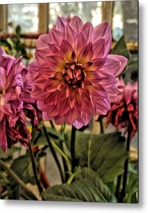 Painted Photo Metal Print featuring the painting Pink Dahlias by Bonnie Bruno