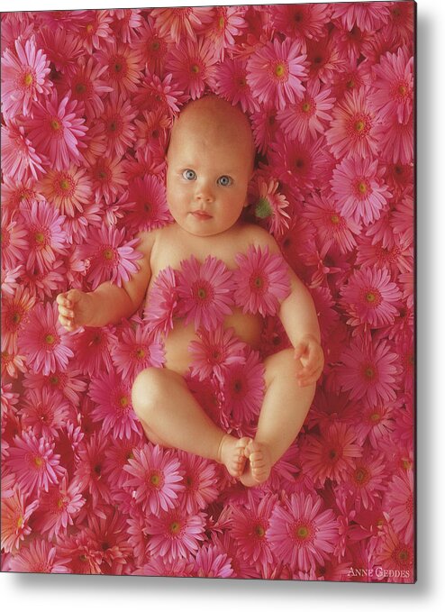 Daisies Metal Print featuring the photograph Pink Daisies by Anne Geddes