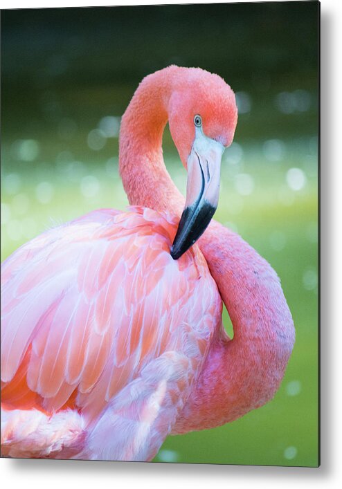 Pink Flamingo Metal Print By Austin Photography