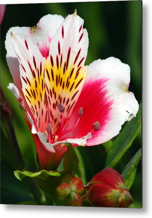 Peruvian Metal Print featuring the photograph Pink Peruvian Lily 1 by Amy Fose