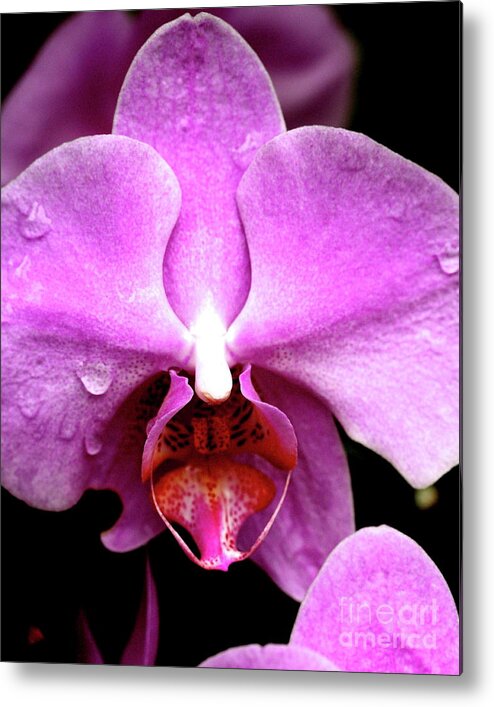 Flower Metal Print featuring the photograph Pink Phalanopsis Orchid Flower . 7D5742 by Wingsdomain Art and Photography