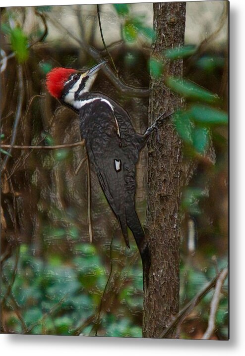 Pileated Woodpecker Metal Print featuring the photograph Plastic Wrapped Pileated Woodpecker by Robert L Jackson