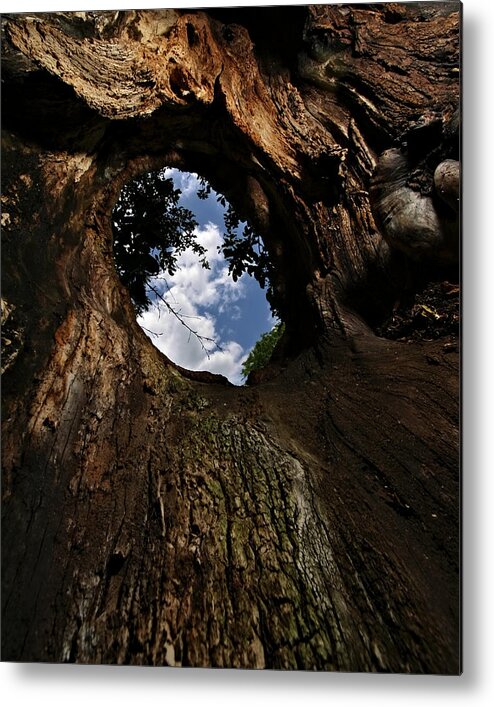 Tree Metal Print featuring the photograph Portal by Neil Shapiro