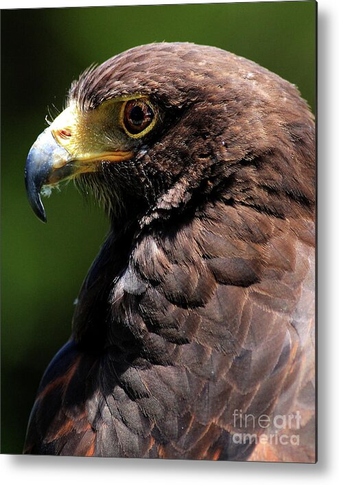 Animal Metal Print featuring the photograph Portrait of a Hawk . 40D7882 by Wingsdomain Art and Photography
