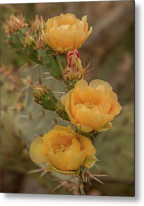 Cactus Metal Print featuring the photograph Prickly Pear Blossom Trio by Teresa Wilson