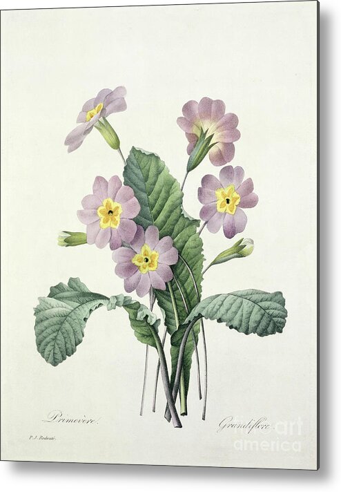 Primula Metal Print featuring the drawing Primrose by Pierre Joseph Redoute