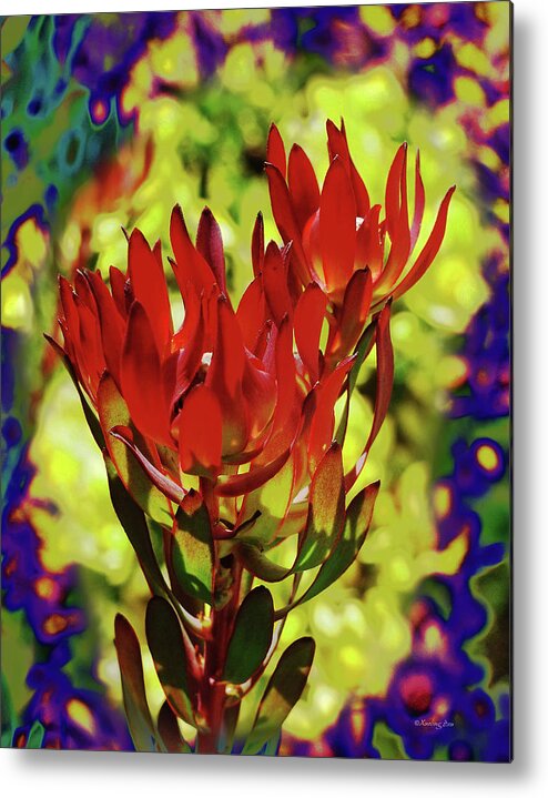 Protea Metal Print featuring the photograph Protea Flower 4 by Xueling Zou