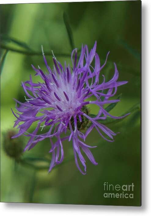 Purple Metal Print featuring the photograph Purple Flower 8 by Christy Garavetto