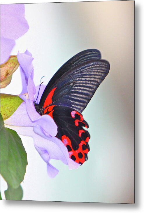 Butterfly Metal Print featuring the photograph Purple Punch by Robert Pearson