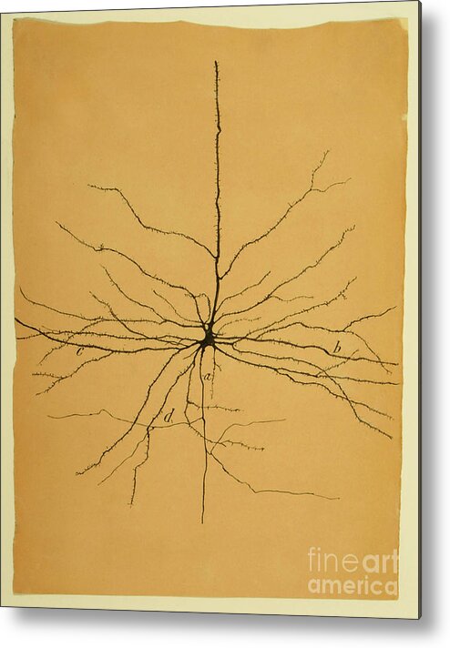 Pyramidal Cell Metal Print featuring the photograph Pyramidal Cell In Cerebral Cortex, Cajal by Science Source