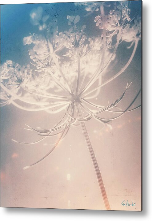 Queen Anne's Lace Metal Print featuring the photograph Queen Anne's Lace by Ken Krolikowski