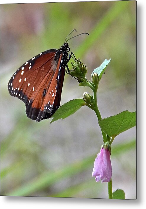 Butterfly Metal Print featuring the photograph Queen Butterfly by Carol Bradley