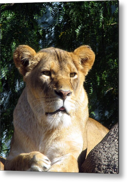 Lion Metal Print featuring the photograph Queen of the Beasts by George Jones