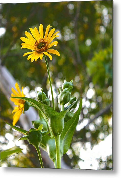 Floral Metal Print featuring the photograph Reaching For The Sun by Nina Silver
