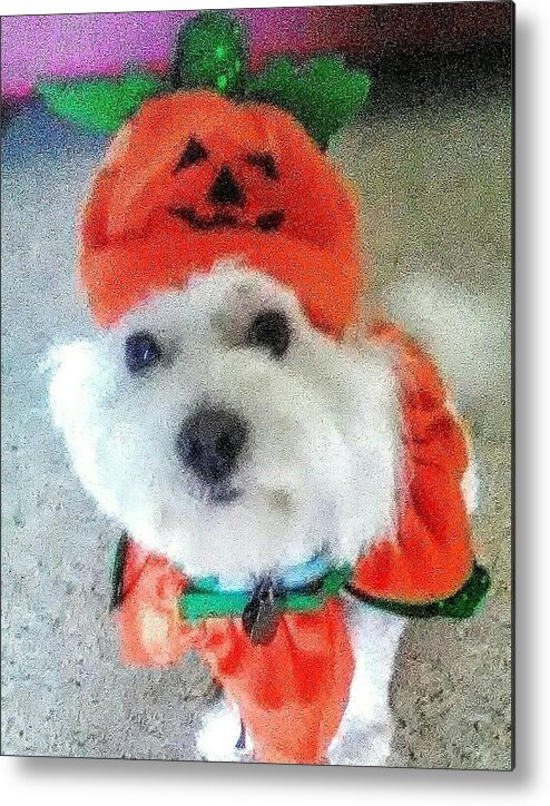 Coton De Tulear Metal Print featuring the photograph Really Halloween by Suzanne Berthier