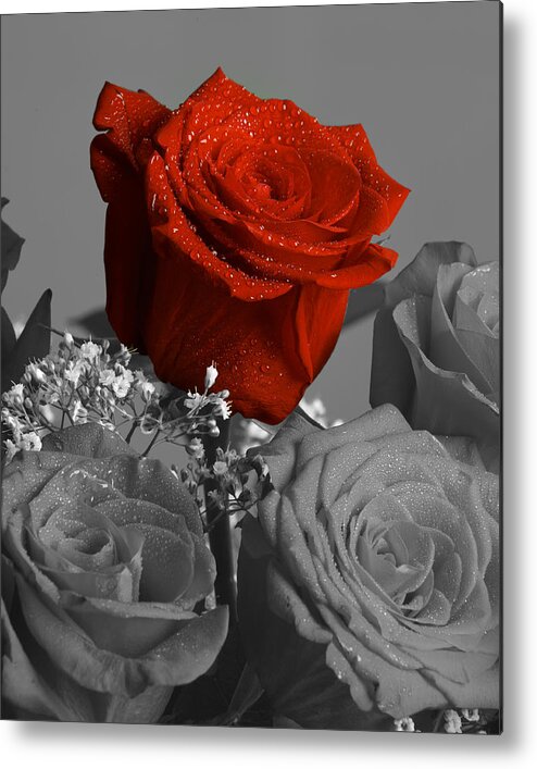 Rose Metal Print featuring the photograph Really red Rose by M K Miller