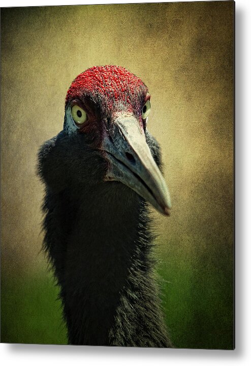 Red - Crowned Crane Metal Print featuring the photograph Red - Crowned Crane 1 by Al Mueller