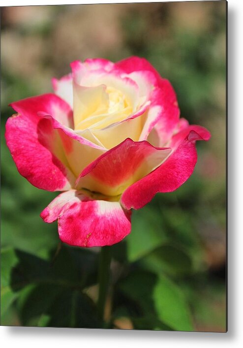 Rose Metal Print featuring the photograph Red and Yellow Rose by Brian Eberly