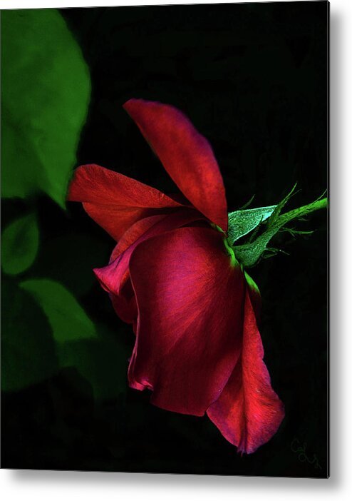 California Metal Print featuring the photograph Red beauty by Camille Lopez