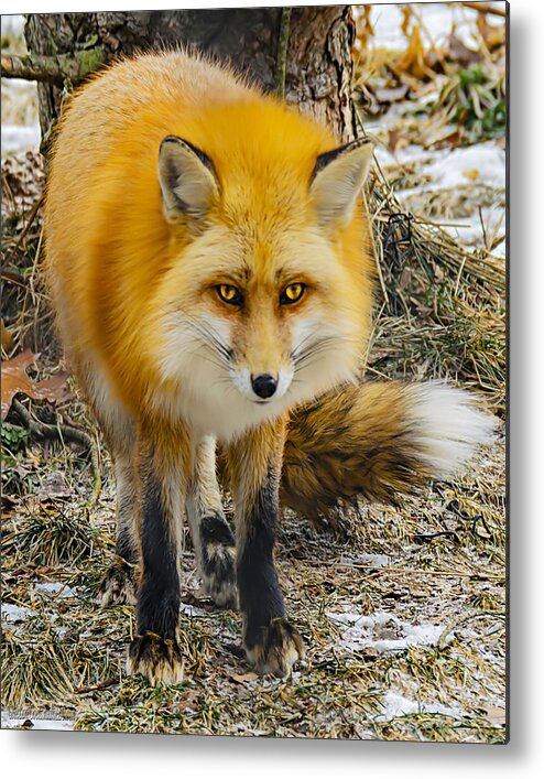 Nature Wear Metal Print featuring the photograph Red Fox Nature Wear by LeeAnn McLaneGoetz McLaneGoetzStudioLLCcom