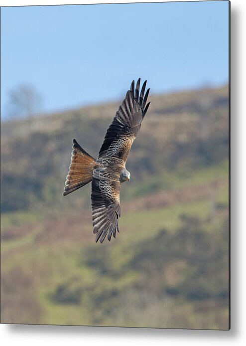 Red Metal Print featuring the photograph Red Kite by Pete Walkden