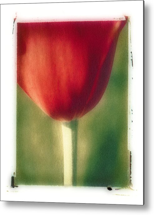 Spring Metal Print featuring the photograph Red Tulip by Joye Ardyn Durham