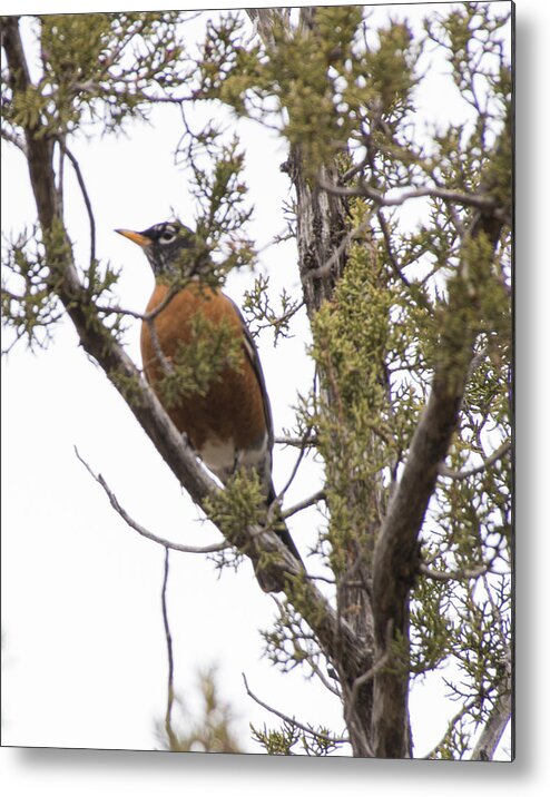 Robin Metal Print featuring the photograph Robin on the Lookout by Laura Pratt