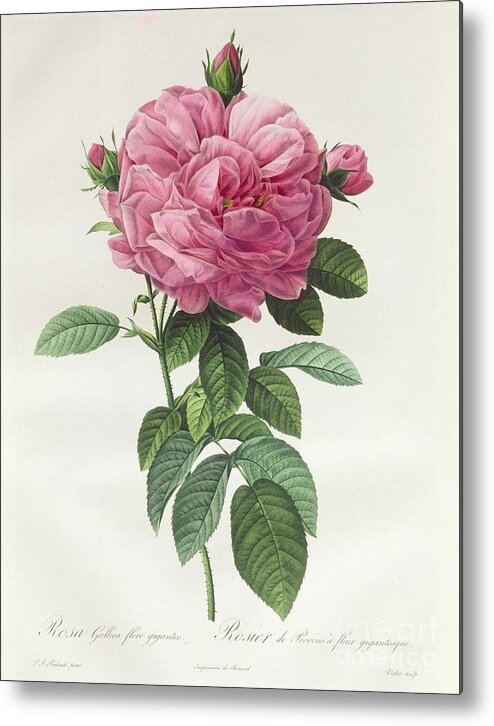 Rosa Metal Print featuring the drawing Rosa Gallica Flore Giganteo by Pierre Joseph Redoute