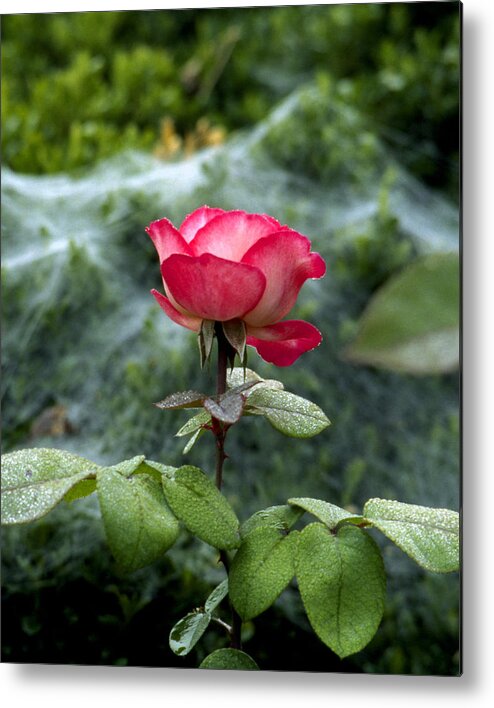 Rose Metal Print featuring the photograph Rose and Cobwebs by William Kuta