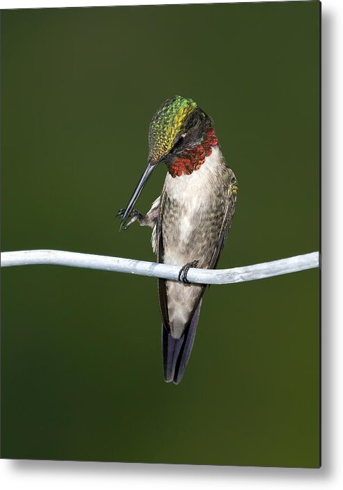 Ruby-throated Hummingbird Metal Print featuring the photograph Ruby-throated Hummingbird by Al Mueller