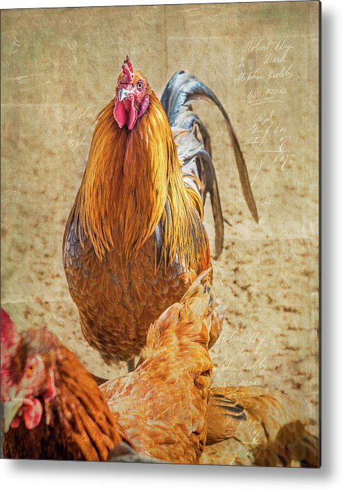 Chicken Metal Print featuring the photograph Ruler of the Roost by Jennifer Grossnickle