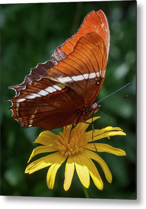 Colombia Metal Print featuring the photograph Rusty Tipped Page Jardin Botanico del Quindio Colombia by Adam Rainoff