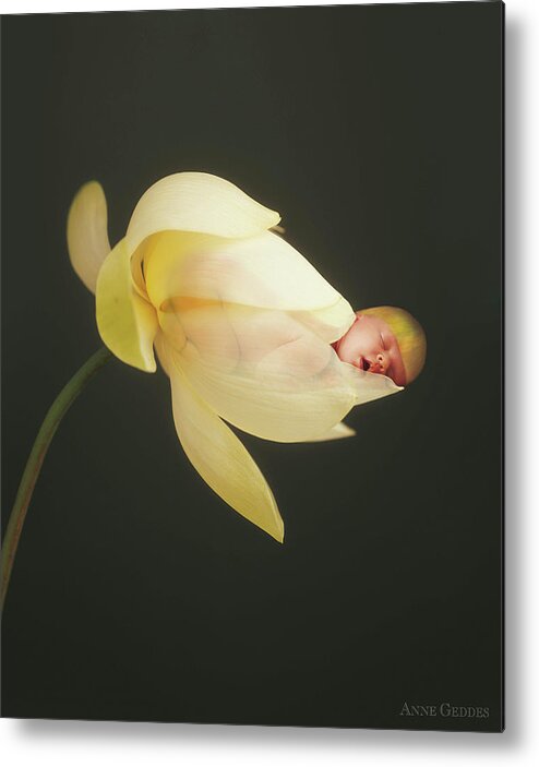 Lotus Metal Print featuring the photograph Savanna in a Lotus Flower by Anne Geddes